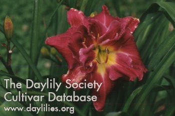 Daylily Royal Eventide